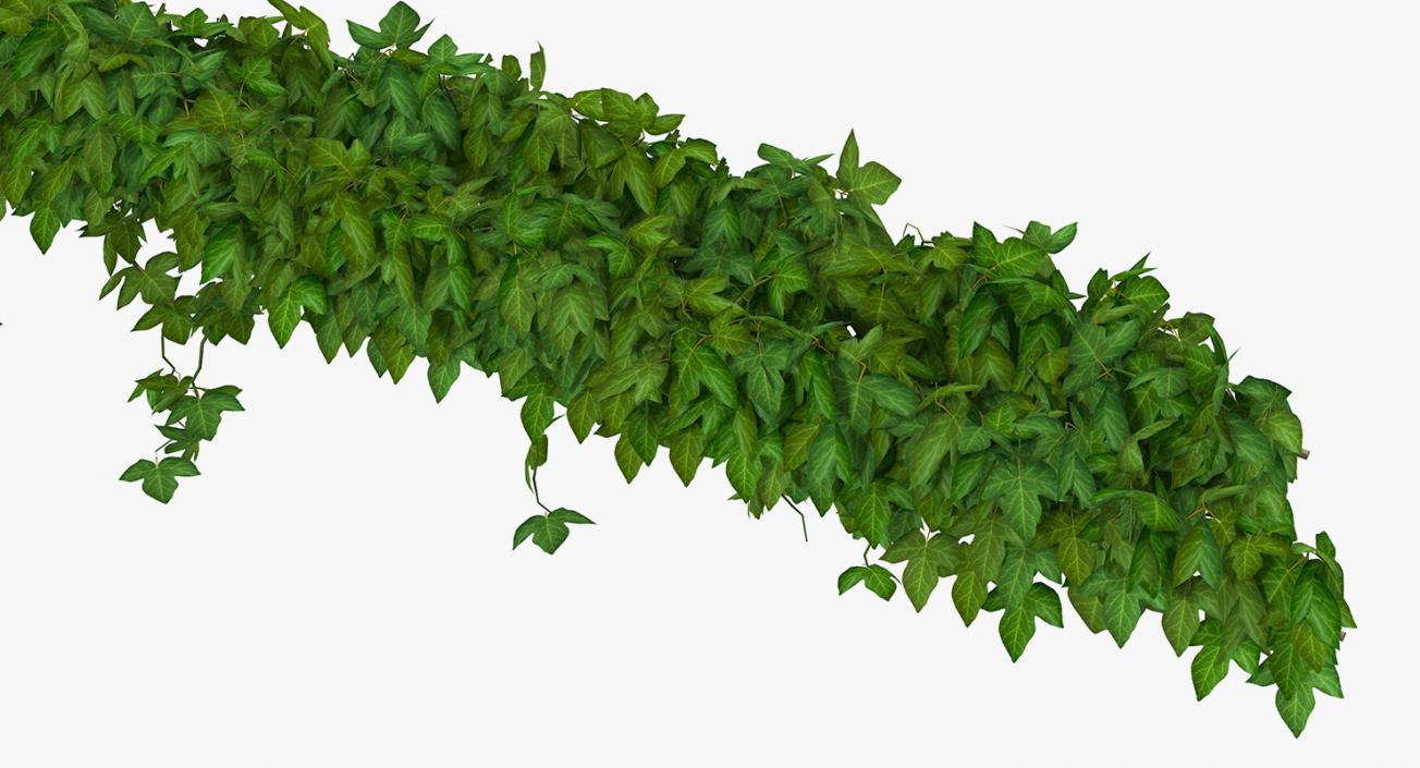 Ivy Shrub 3D model