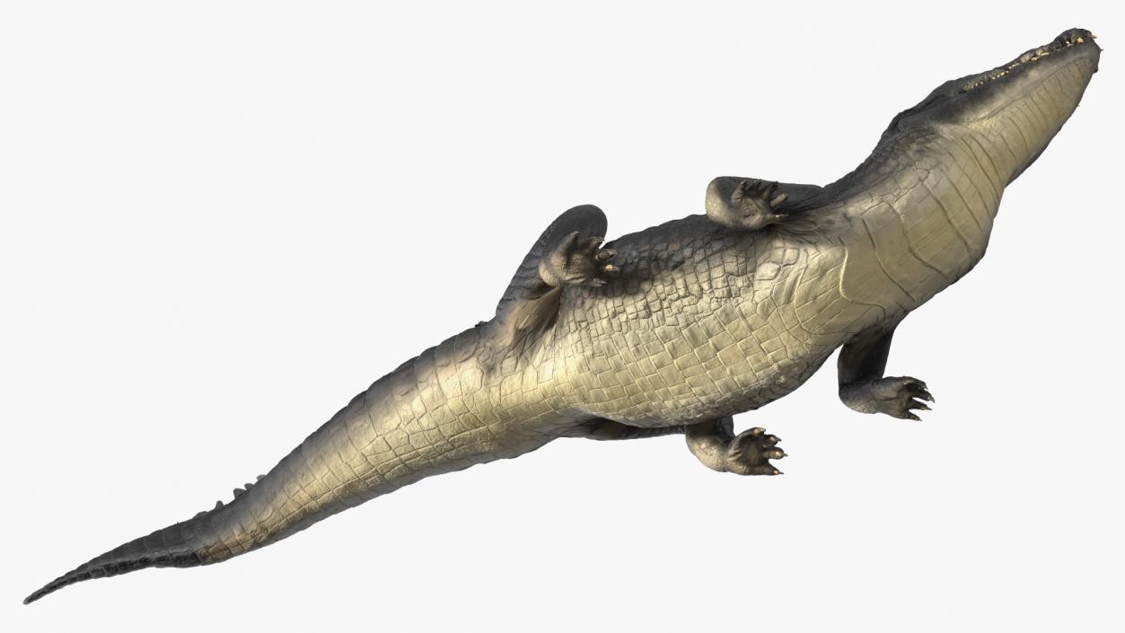 3D Black Caiman Looking Up model