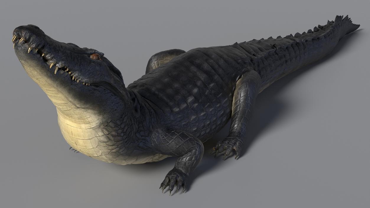 3D Black Caiman Looking Up model