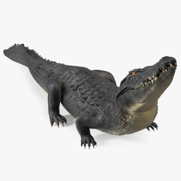 3D Black Caiman Looking Up model