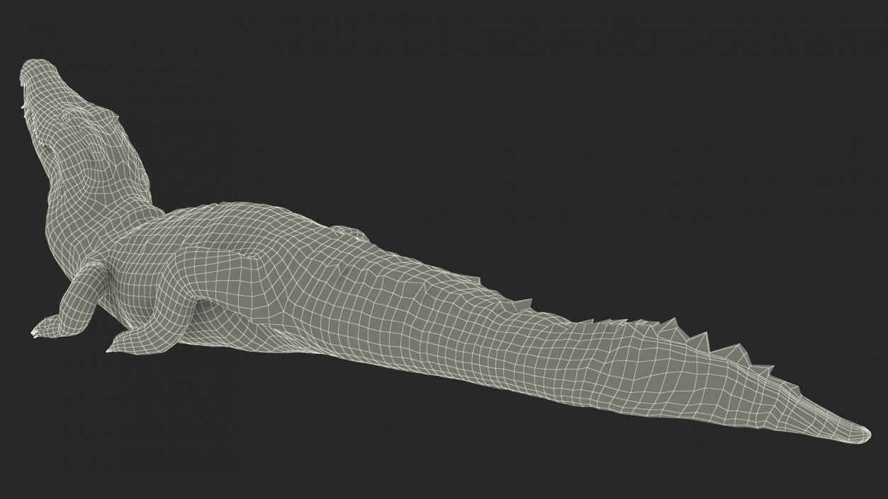 3D Black Caiman Looking Up model