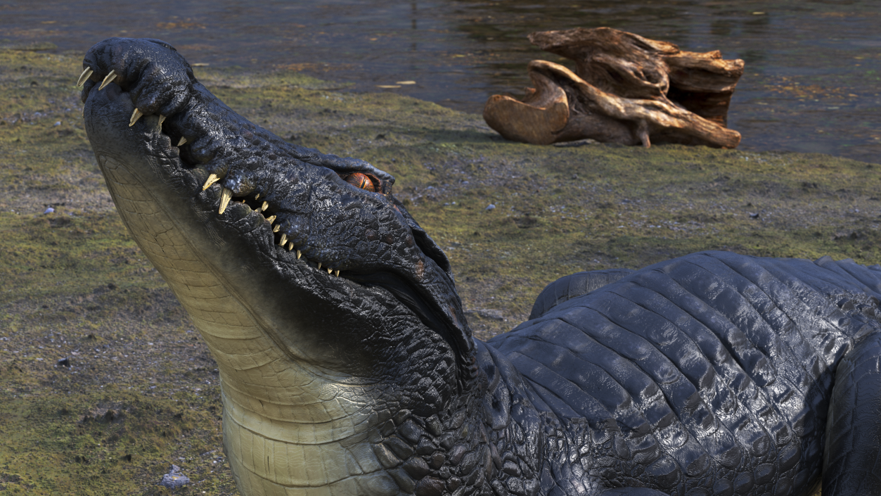 3D Black Caiman Looking Up model