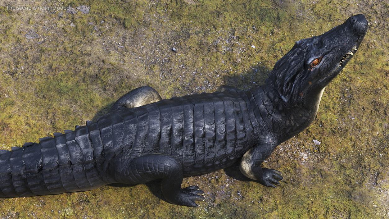 3D Black Caiman Looking Up model