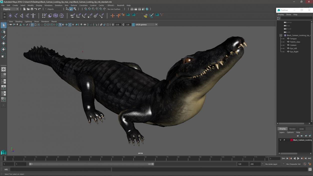 3D Black Caiman Looking Up model