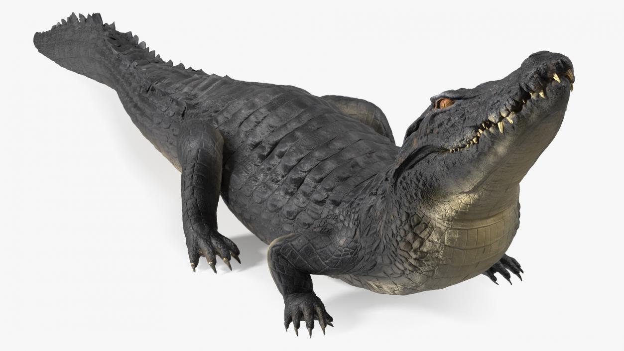 3D Black Caiman Looking Up model