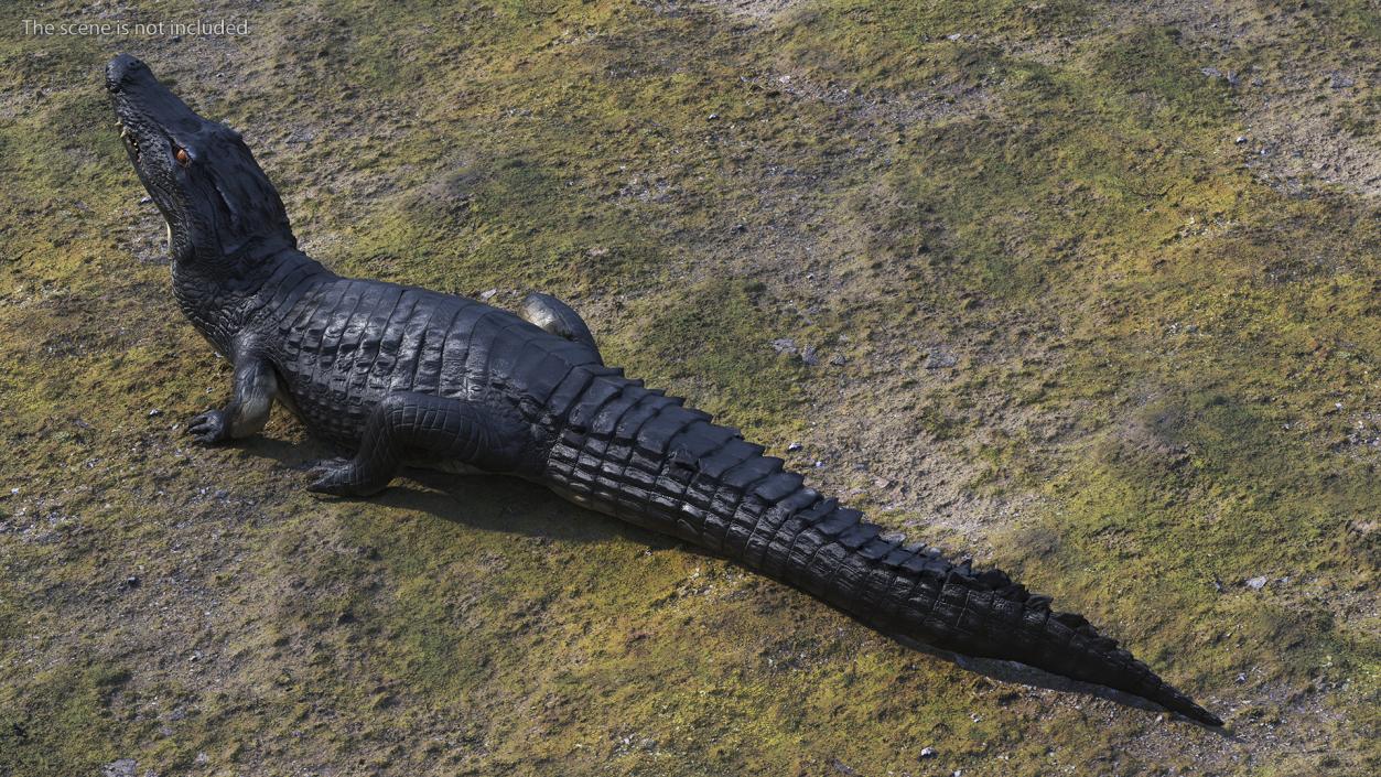 3D Black Caiman Looking Up model