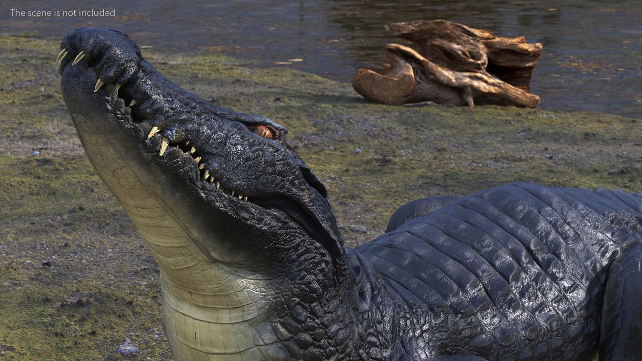 3D Black Caiman Looking Up model