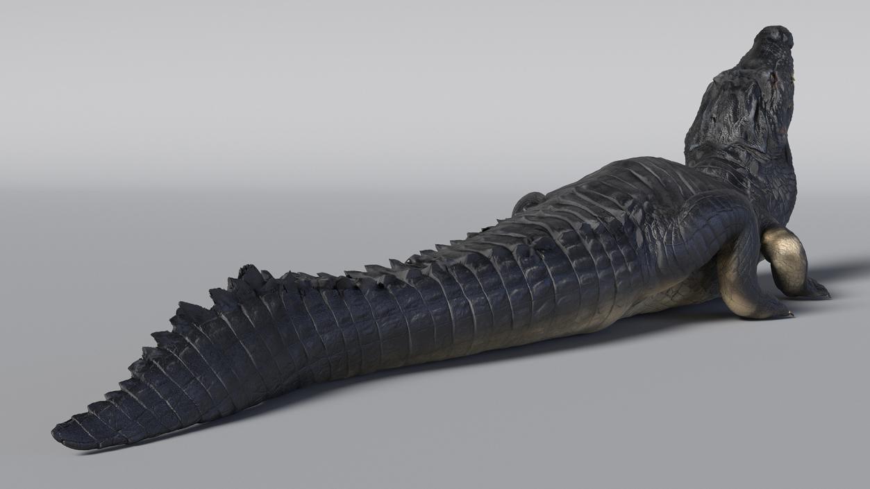 3D Black Caiman Looking Up model