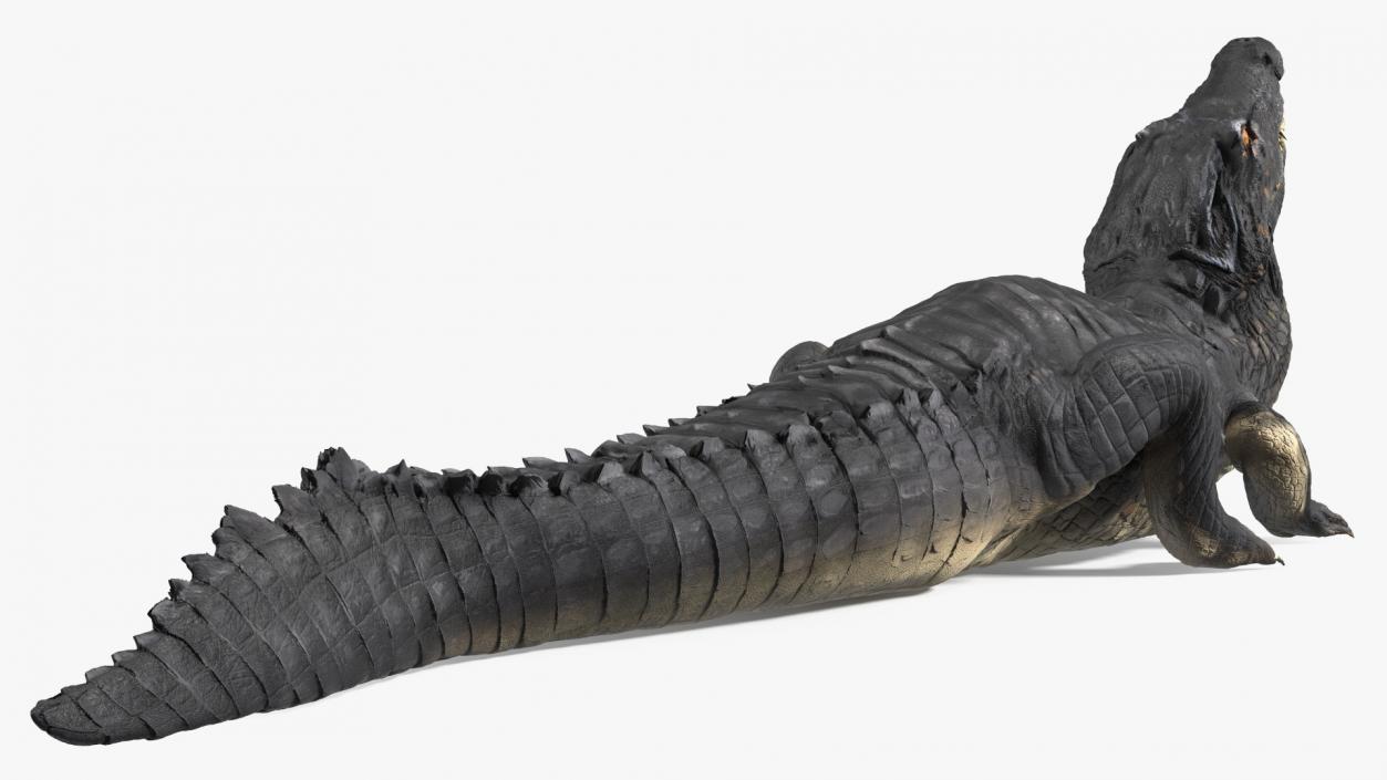 3D Black Caiman Looking Up model