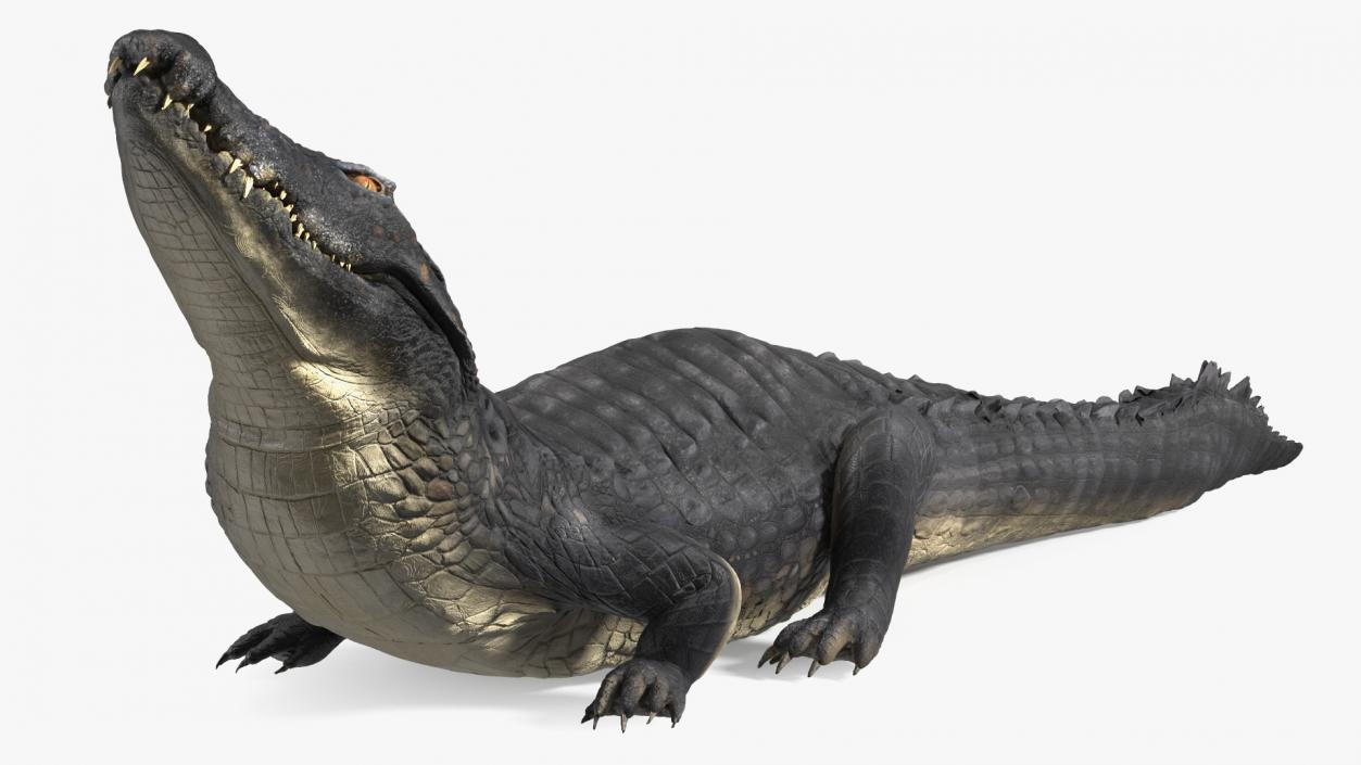 3D Black Caiman Looking Up model