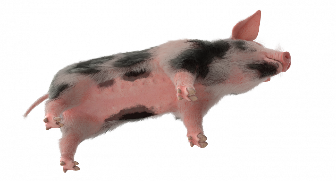 3D model Pig Piglet Pietrain with Fur Rigged