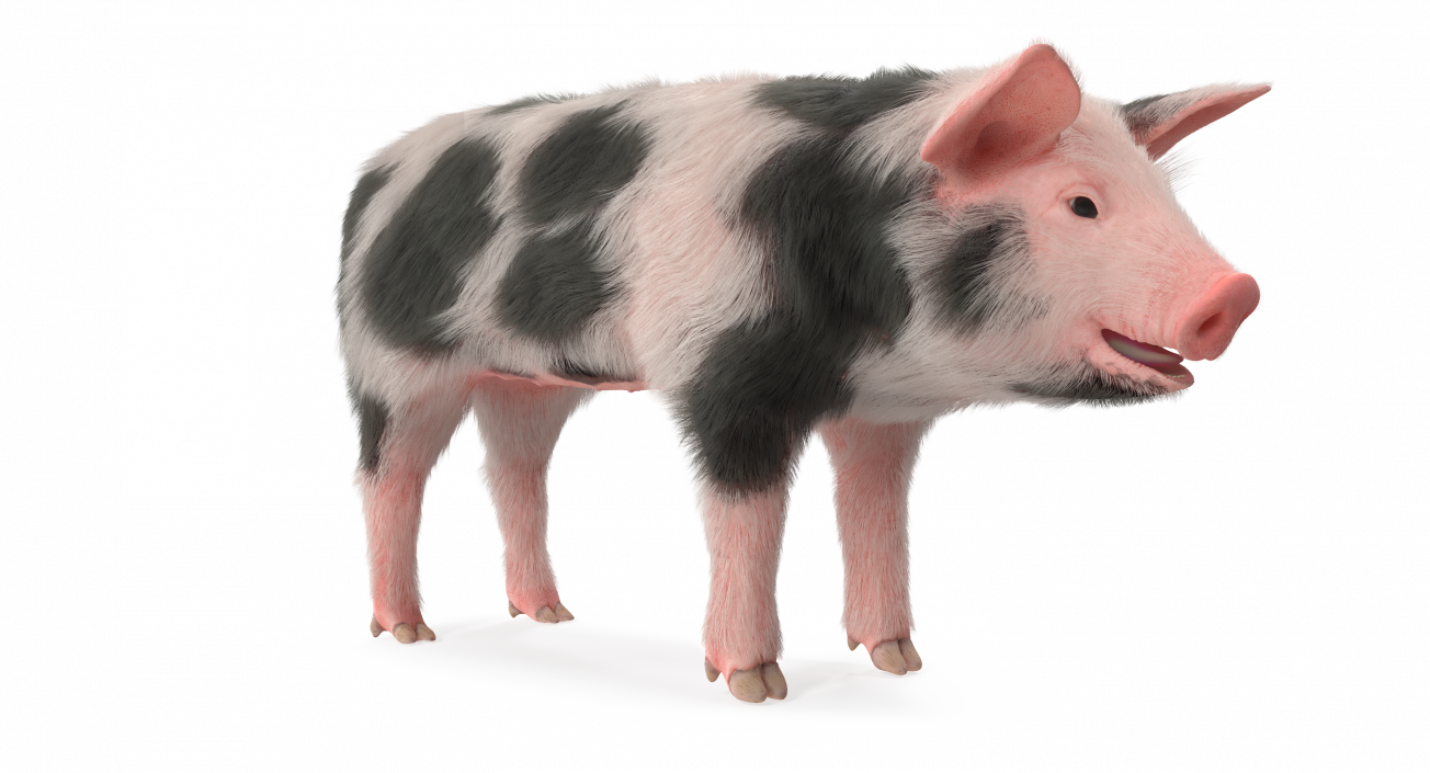 3D model Pig Piglet Pietrain with Fur Rigged