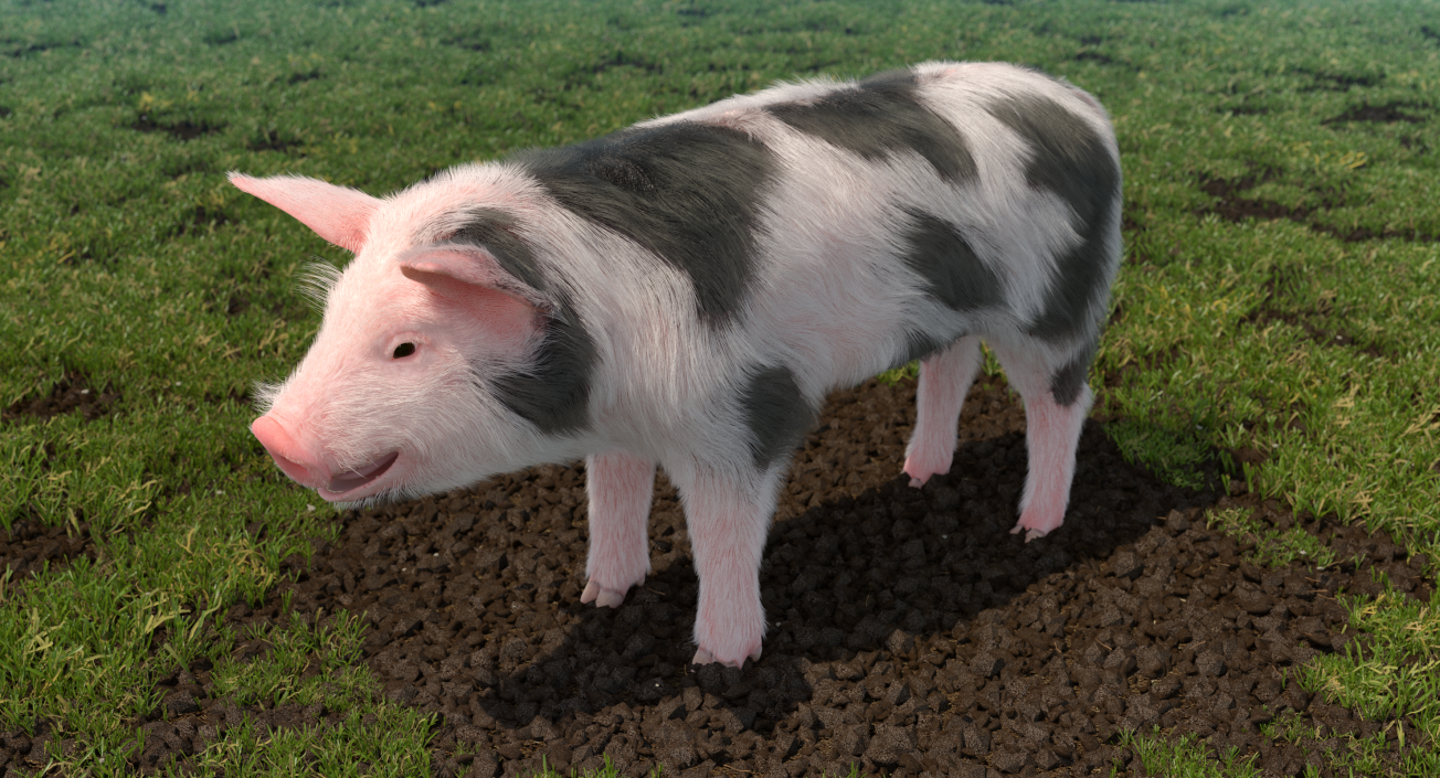 3D model Pig Piglet Pietrain with Fur Rigged