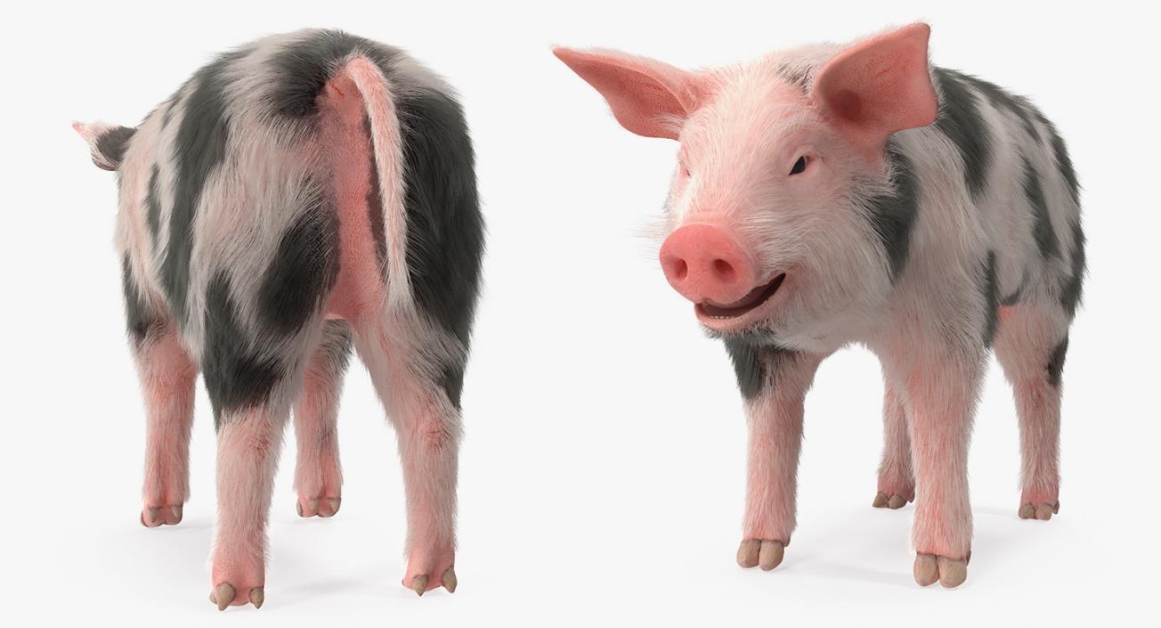 3D model Pig Piglet Pietrain with Fur Rigged