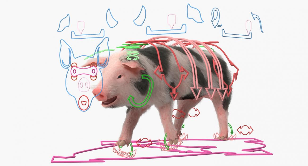 3D model Pig Piglet Pietrain with Fur Rigged