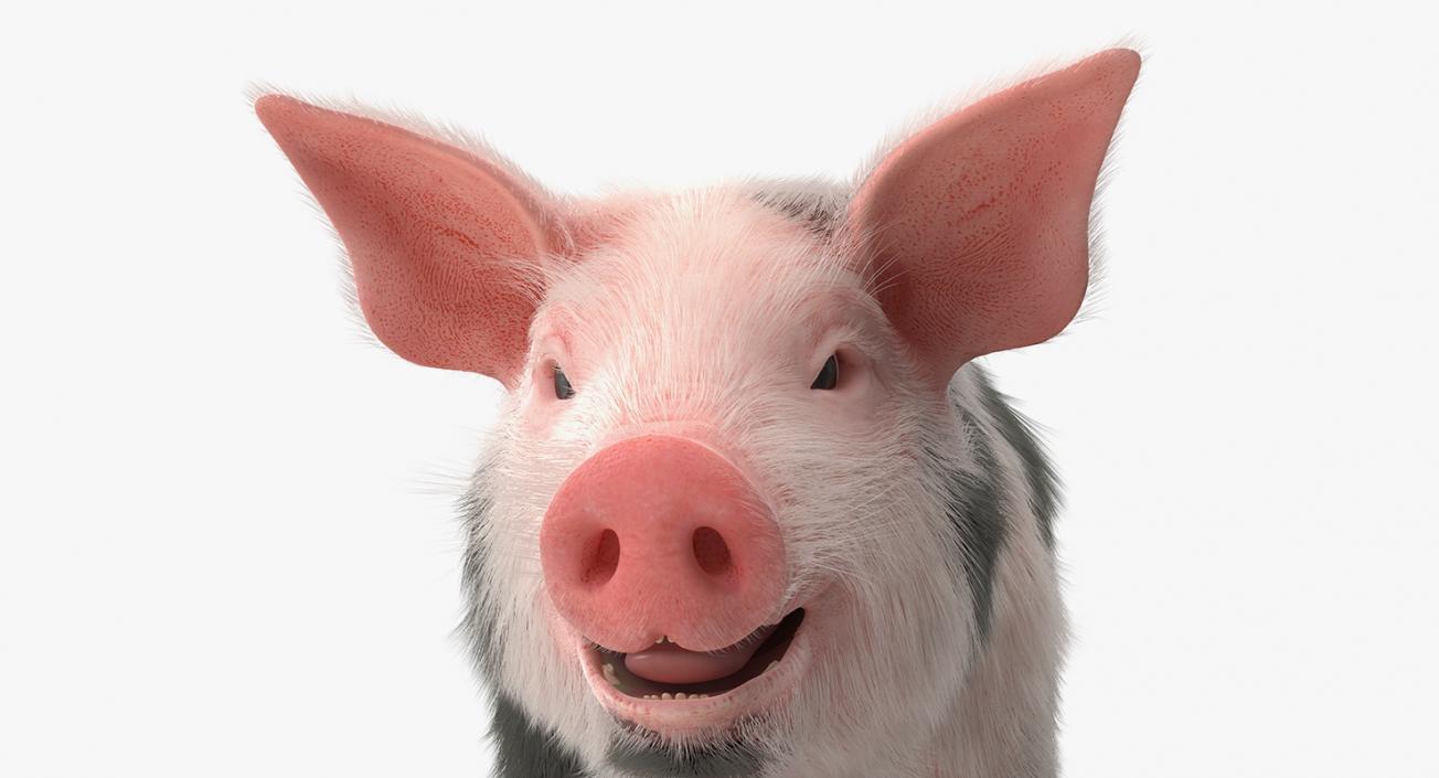 3D model Pig Piglet Pietrain with Fur Rigged