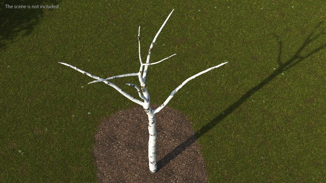 3D Birch Tree Trunk