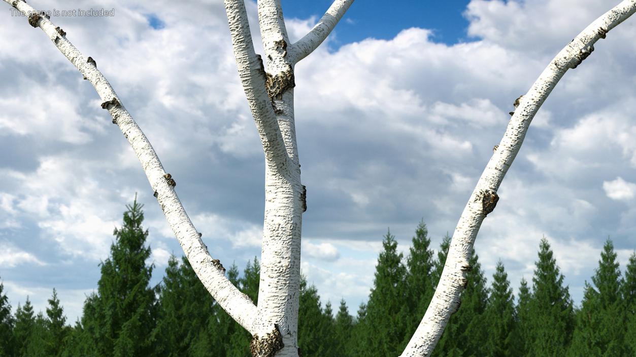 3D Birch Tree Trunk