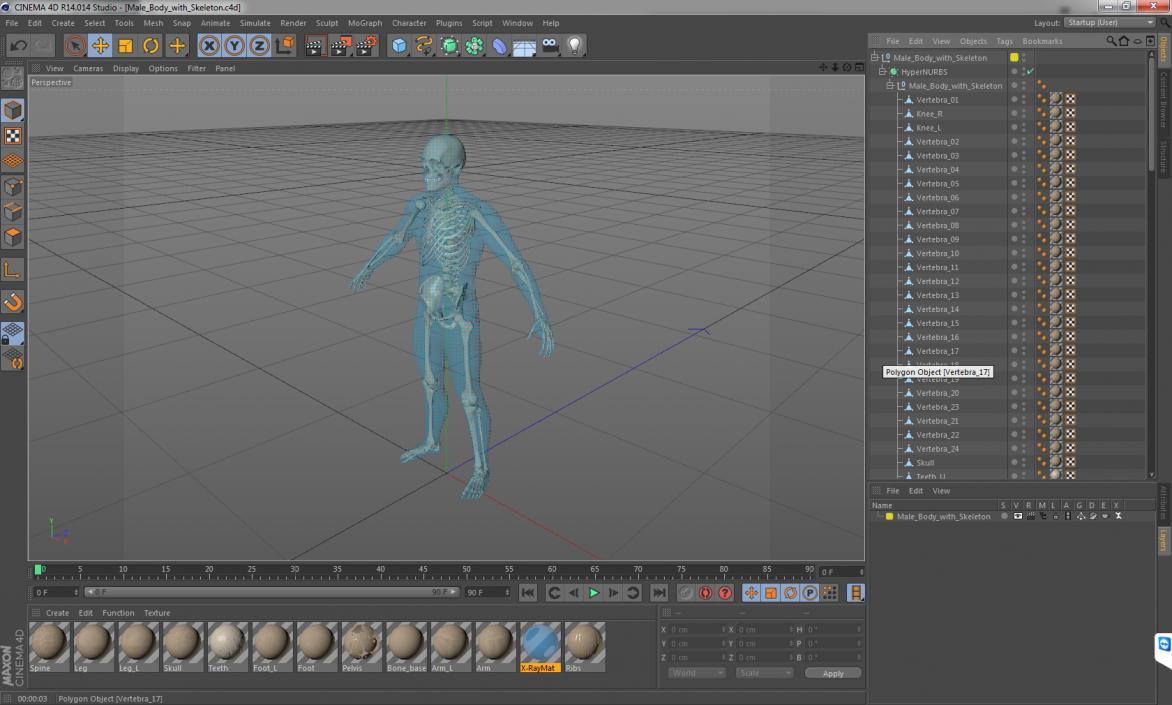 3D Male Body with Skeleton model