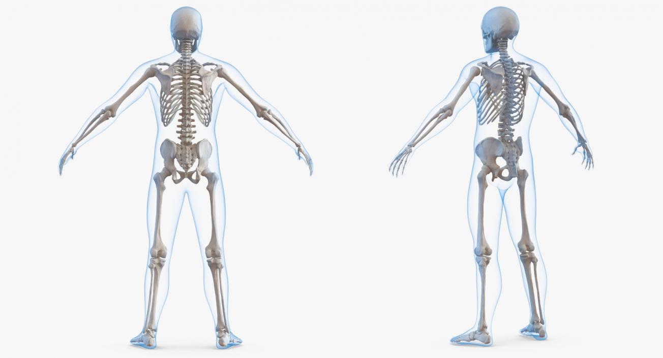 3D Male Body with Skeleton model