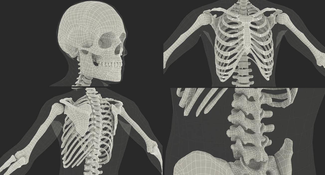 3D Male Body with Skeleton model