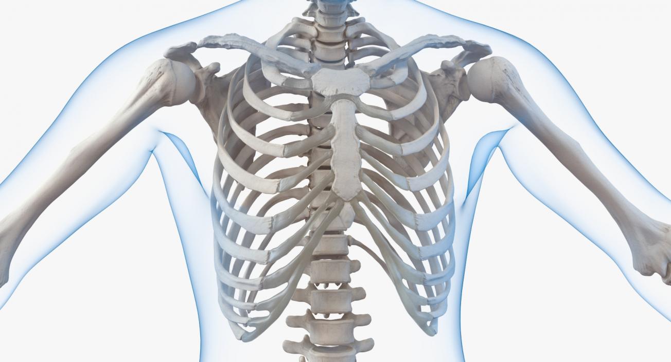 3D Male Body with Skeleton model