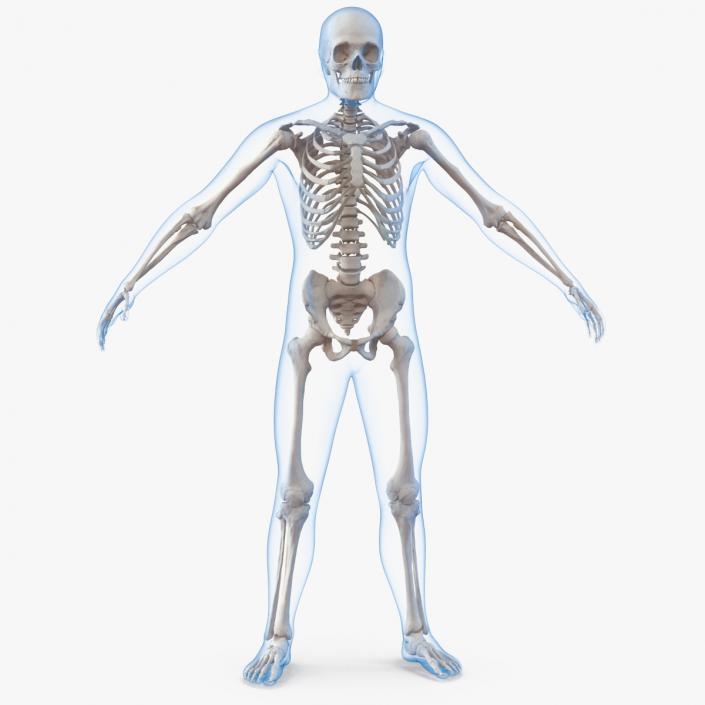 3D Male Body with Skeleton model