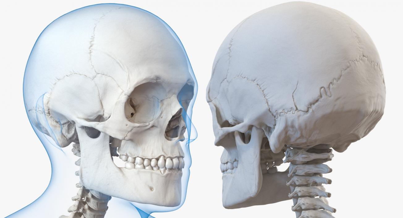 3D Male Body with Skeleton model