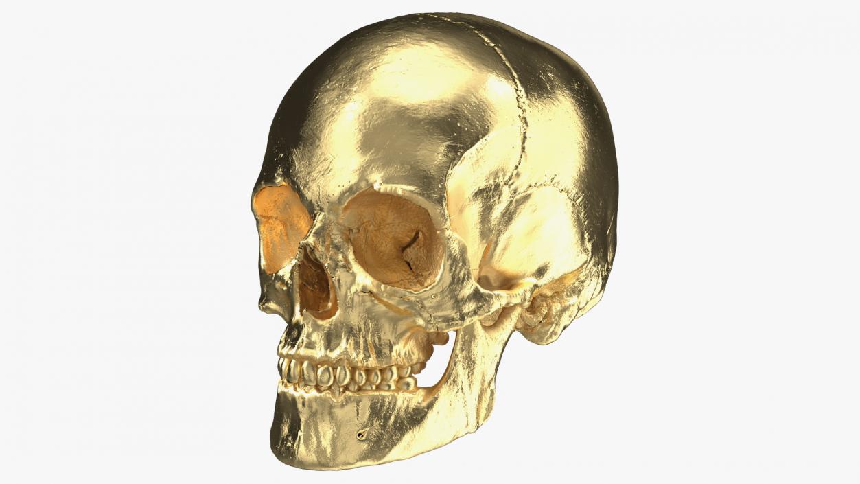 Female Human Skull Gold Metal 3D model