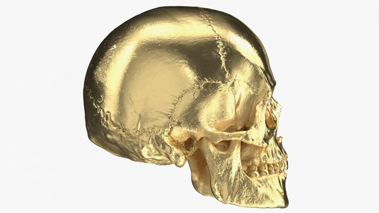 Female Human Skull Gold Metal 3D model