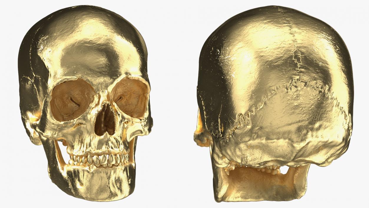 Female Human Skull Gold Metal 3D model