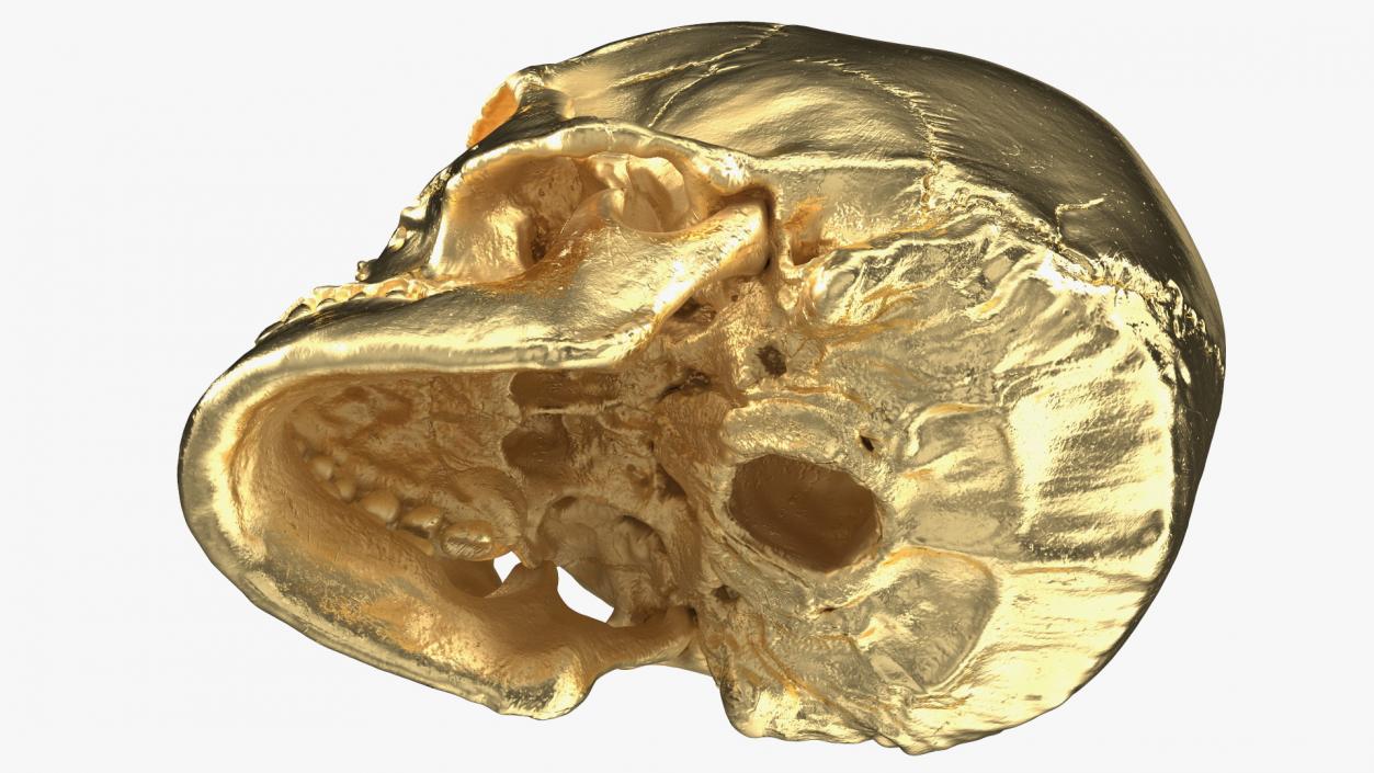 Female Human Skull Gold Metal 3D model