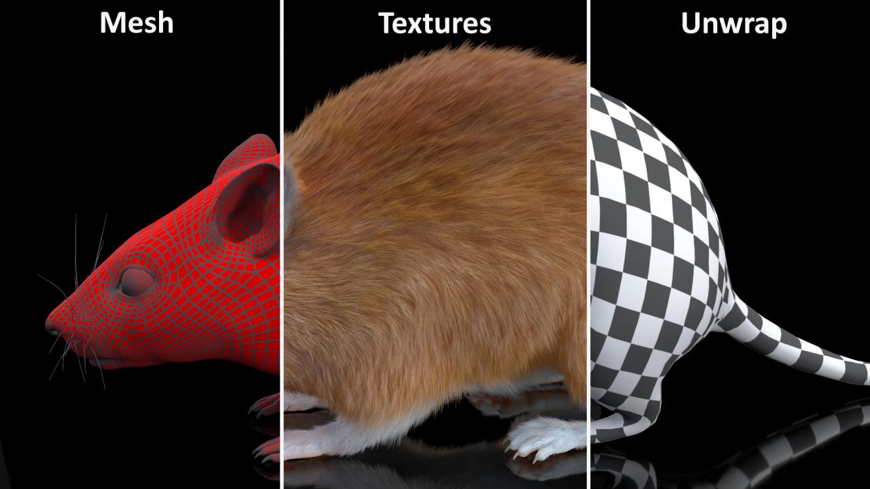 Desert Animals Fur Collection 3D model