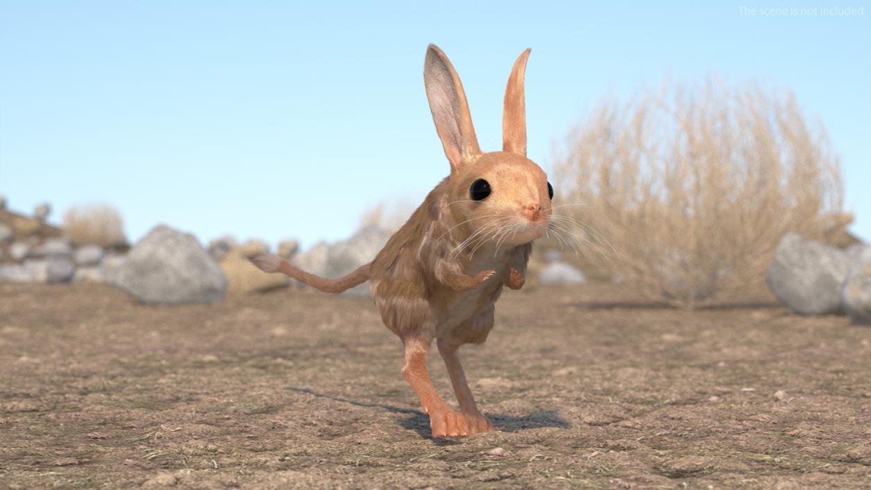 Desert Animals Fur Collection 3D model