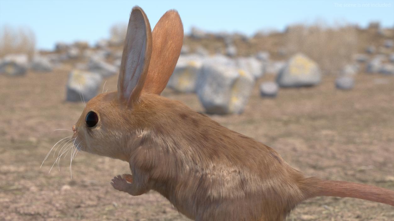 Desert Animals Fur Collection 3D model