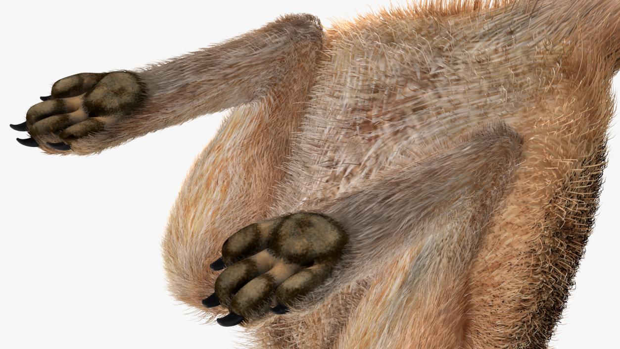 Desert Animals Fur Collection 3D model