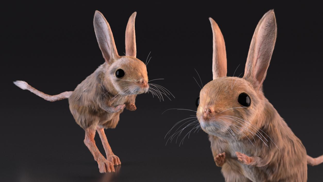 Desert Animals Fur Collection 3D model