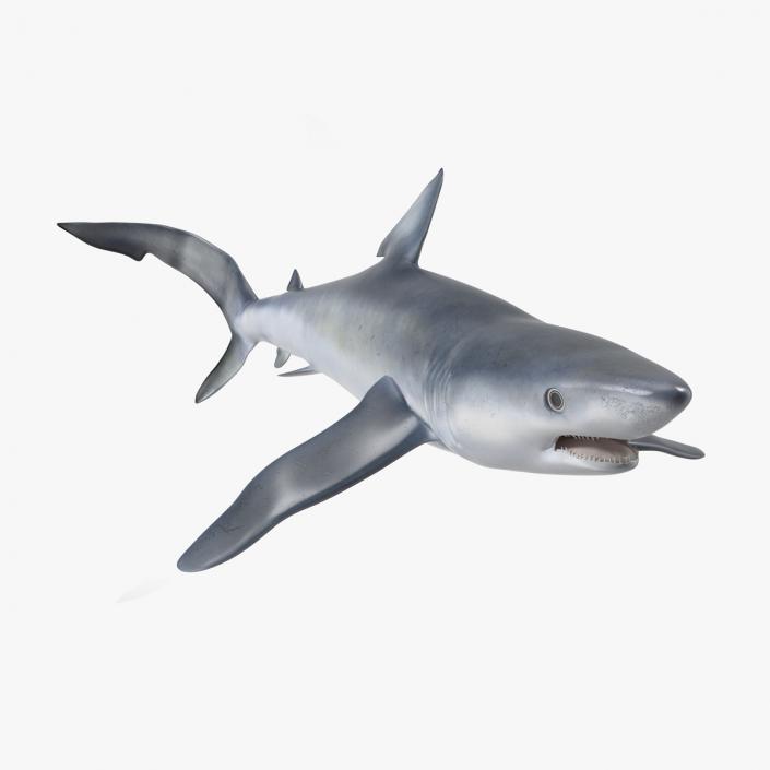 Prionace Glauca Shark Rigged for Cinema 4D 3D