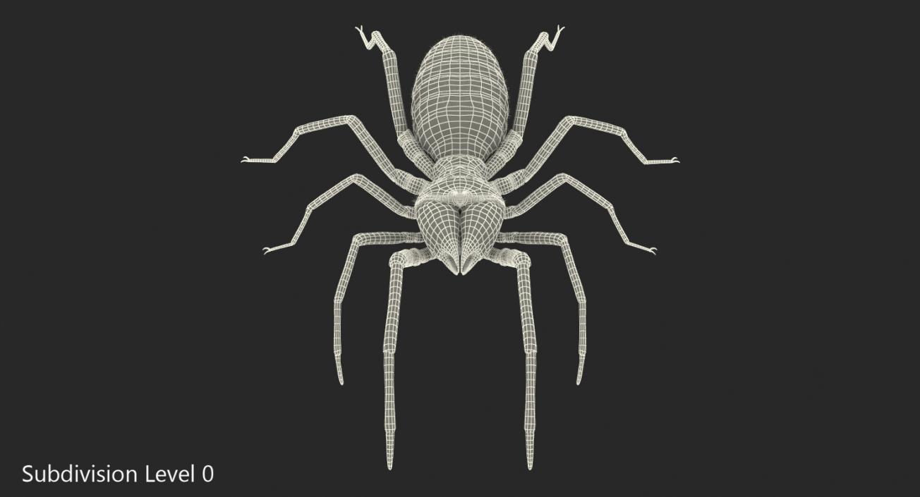 Solifugae or Camel Spider with Fur 3D model