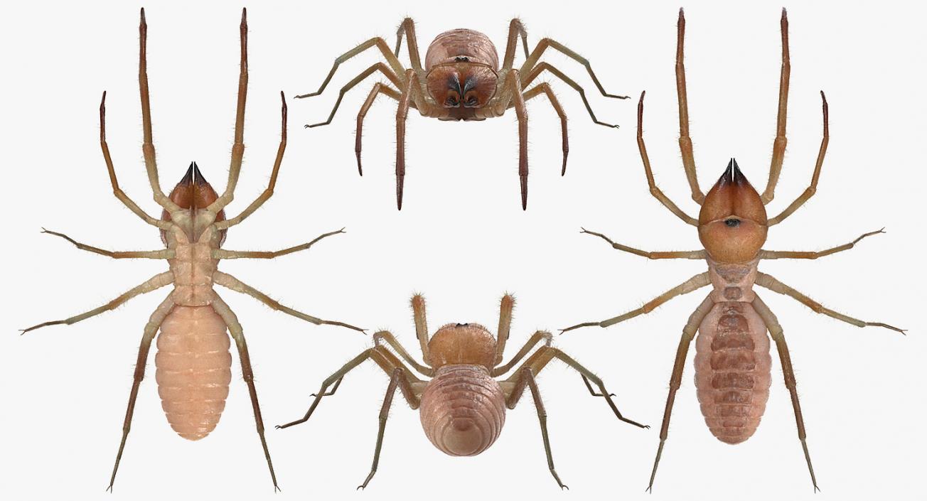 Solifugae or Camel Spider with Fur 3D model