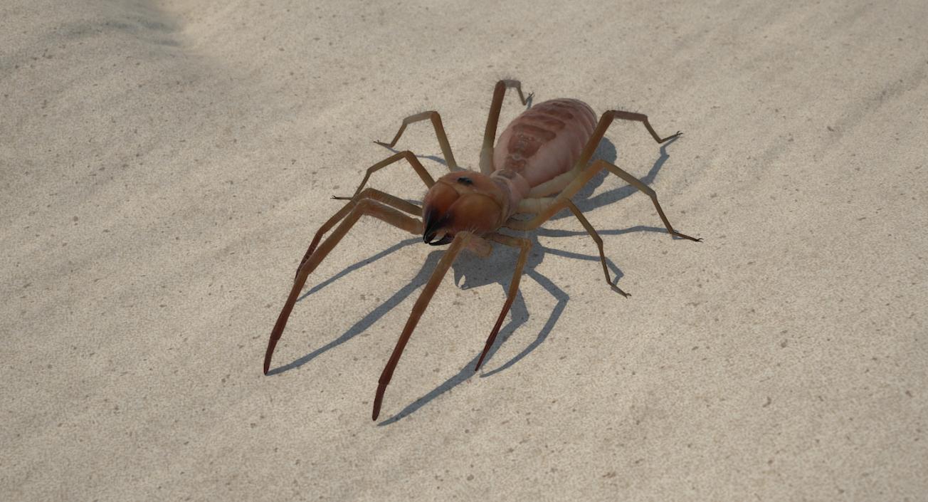 Solifugae or Camel Spider with Fur 3D model