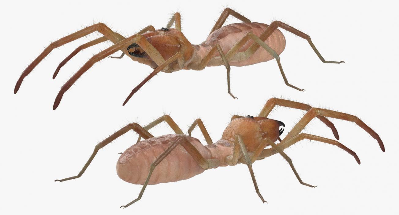 Solifugae or Camel Spider with Fur 3D model