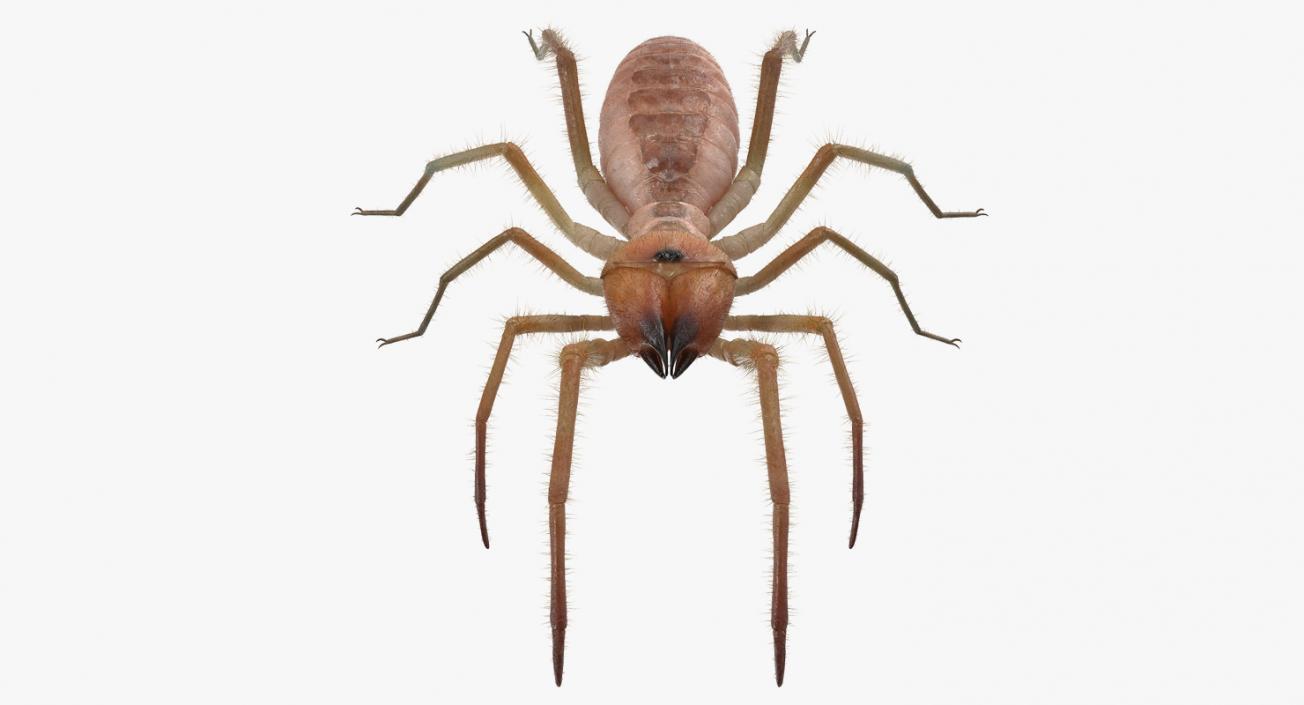 Solifugae or Camel Spider with Fur 3D model