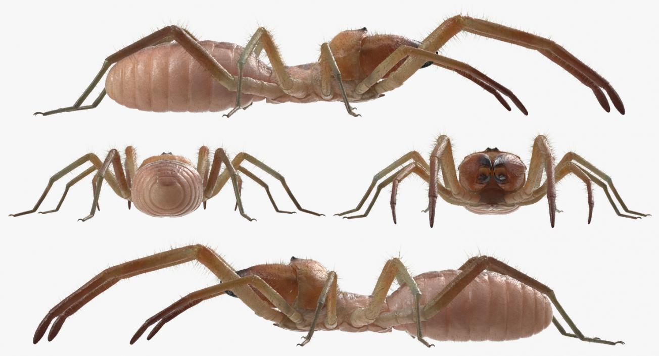 Solifugae or Camel Spider with Fur 3D model