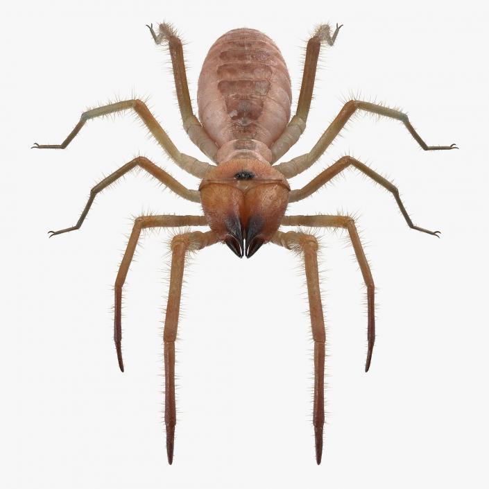 Solifugae or Camel Spider with Fur 3D model