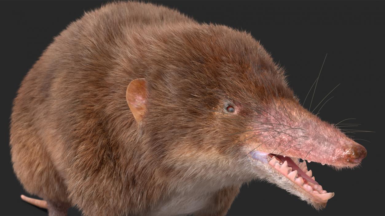 Shrew Base Pose Fur 3D model