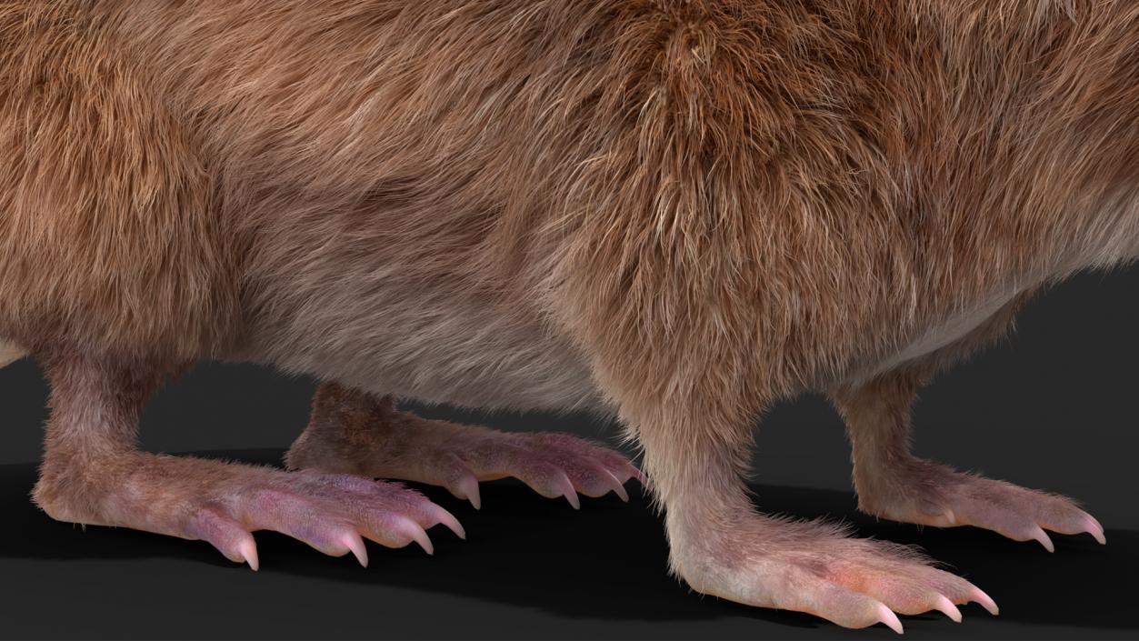 Shrew Base Pose Fur 3D model