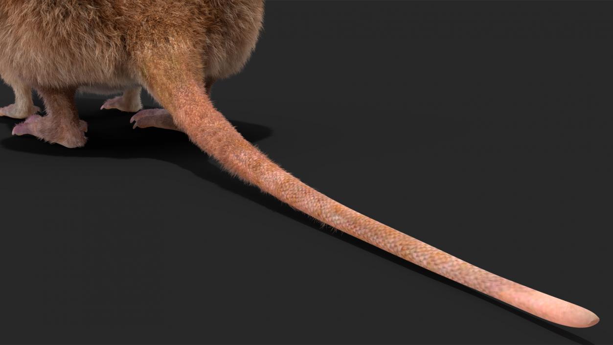 Shrew Base Pose Fur 3D model