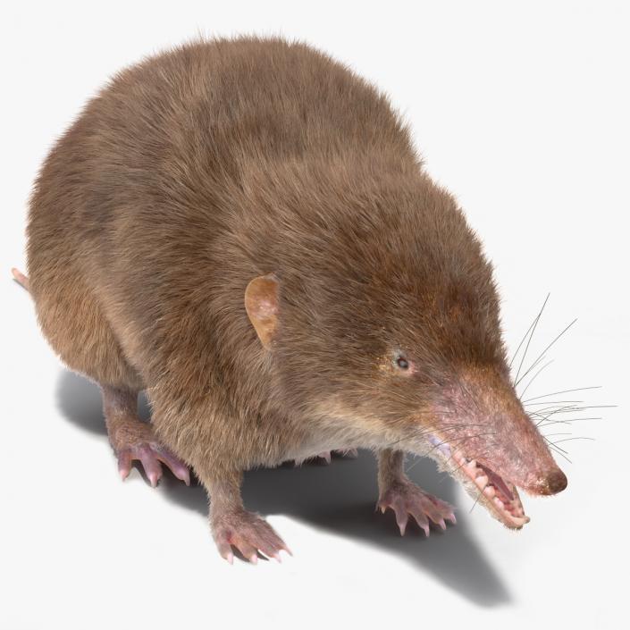 Shrew Base Pose Fur 3D model