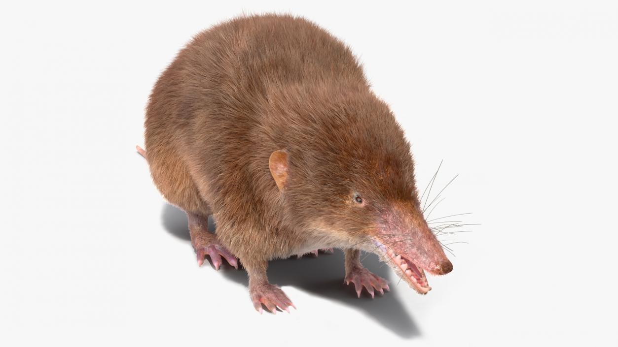 Shrew Base Pose Fur 3D model